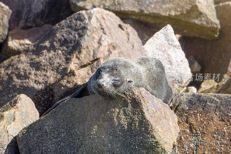 岩石上的海豹(Arctocephalus pusillus)